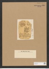 Schizonema ramosissimum Ag. (de-Toni-Nr.: Genus 20, Species 1187) Zeichnungen Sammlung Grunow Nr. 2288 (NHMW-BOT-W0369408)